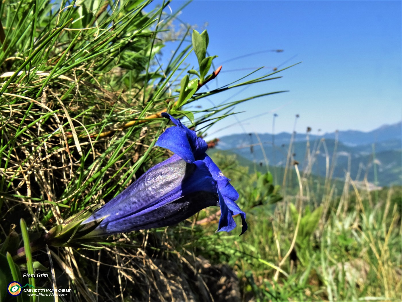 58 Gentiana clusii (Genziana di Clusius).JPG